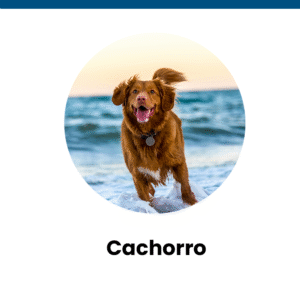 Cachorro