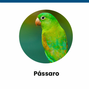 passaro