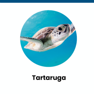 tartaruga